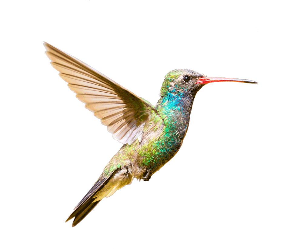 Colibri_holeinone_agenzia_comunicazione